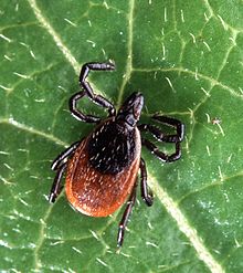 Adult Deer Tick