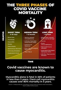 3 phases of vaccine
