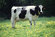 Holstein cattle.