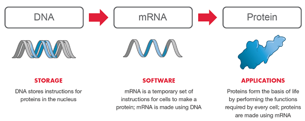 Moderna mrna vaccine